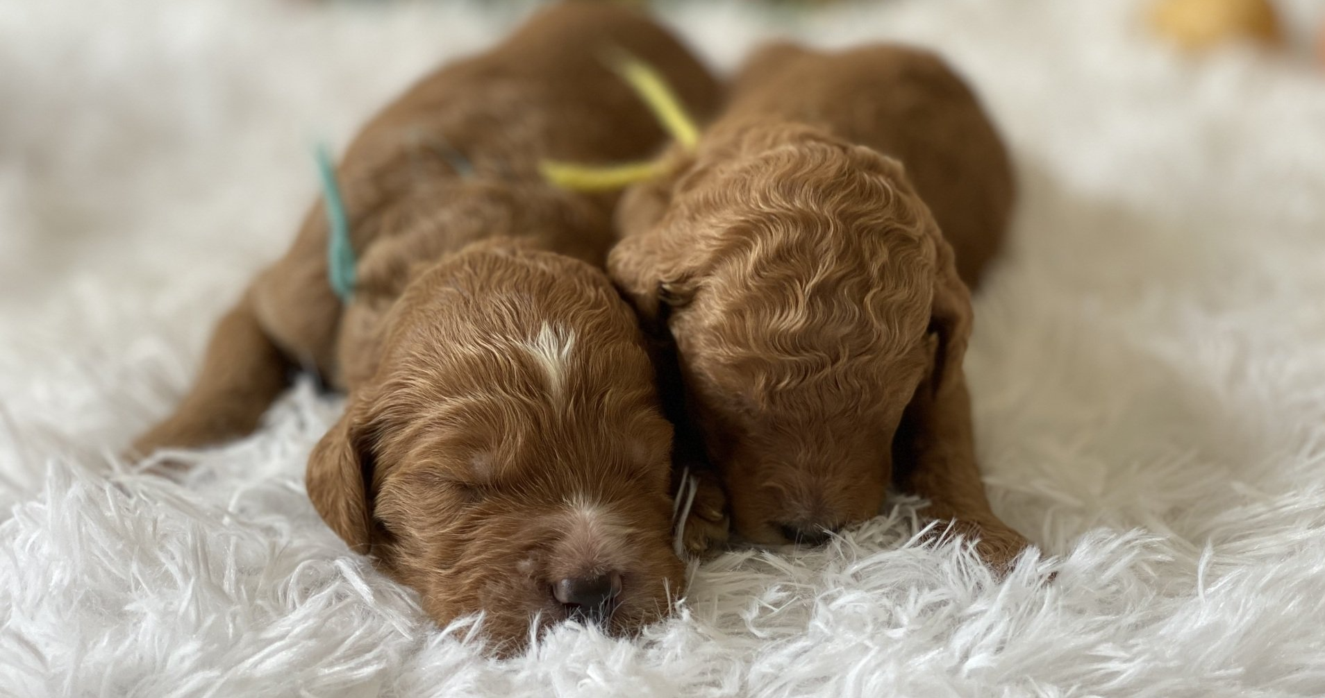 Two brown puppies are sleeping next to each other on a white blanket.
