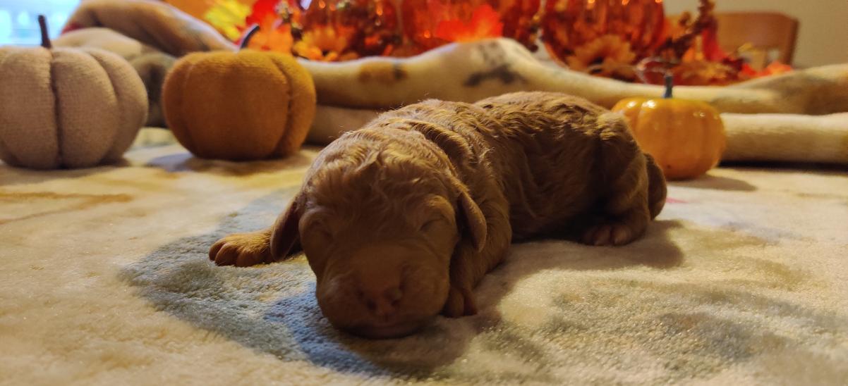 A puppy is laying on a blanket next to pumpkins.