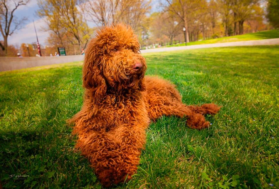A brown poodle is laying in the grass in a park.