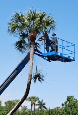 tree contractors in crane trimming a palm tree with a chainsaw