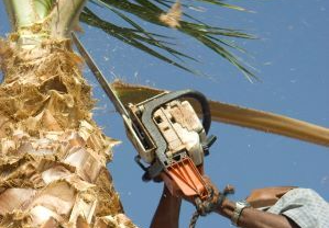 tree trimmer cutting palm tree leaves with a chainsaw
