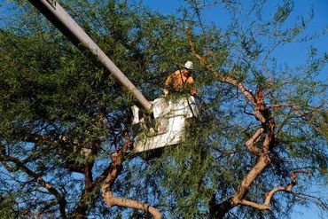 tree trimmer in a crane trimming limbs off of a large tree