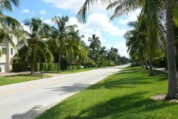 palm trees lining a road in Naples, Florida ready to be trimmed