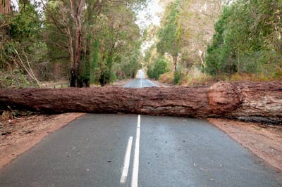 Tree Stress: The Signs and How to Prevent It in the Future