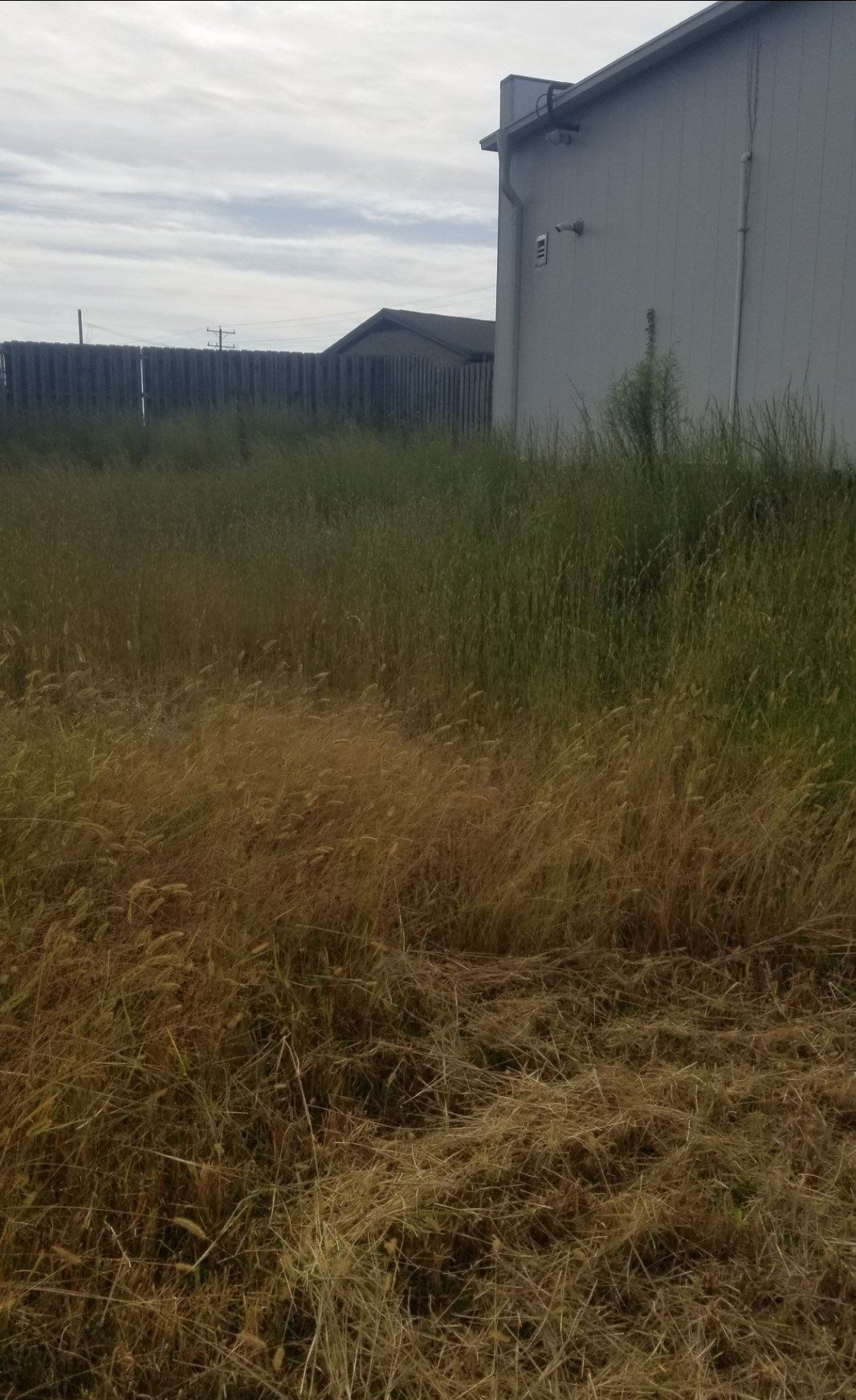 A field of tall grass with a building in the background.