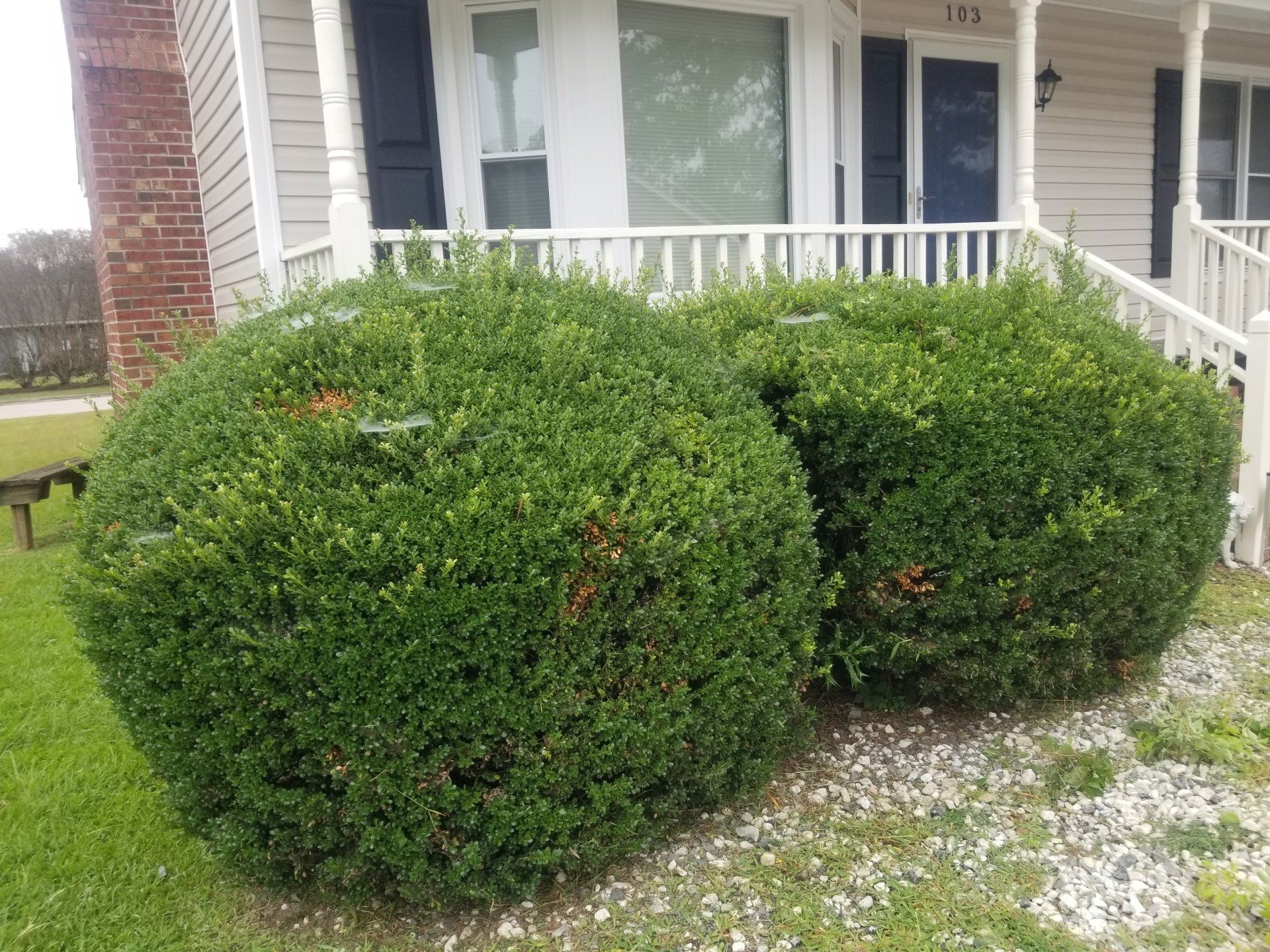 A couple of bushes are sitting in front of a house.