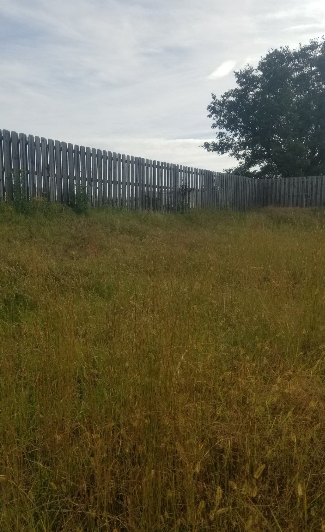 A wooden fence surrounds a field of tall grass.