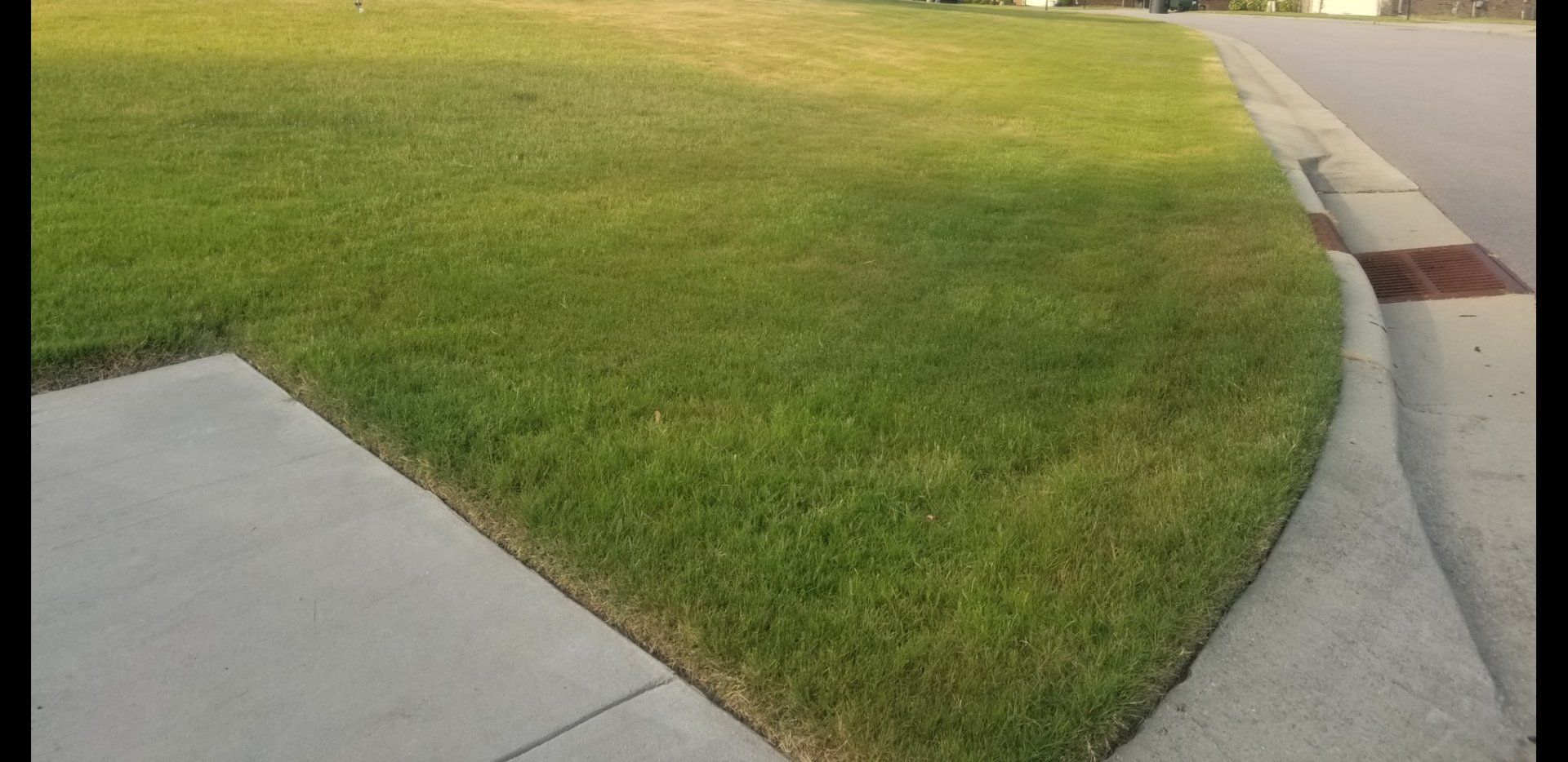 A lush green lawn next to a sidewalk and curb.