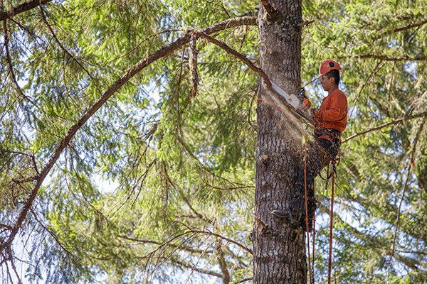 Tree Pruning Services — Mt. Juliet, TN — Love It Landscaping & Tree