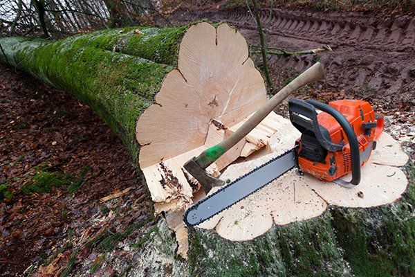 Tree Removal — Mt. Juliet, TN — Love It Landscaping & Tree
