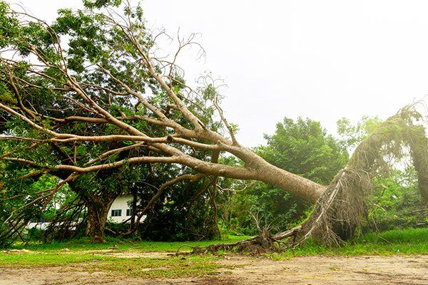 Storm Damage — Mt. Juliet, TN — Love It Landscaping & Tree
