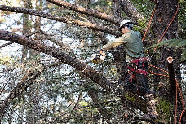 Tree Trimming — Mt. Juliet, TN — Love It Landscaping & Tree
