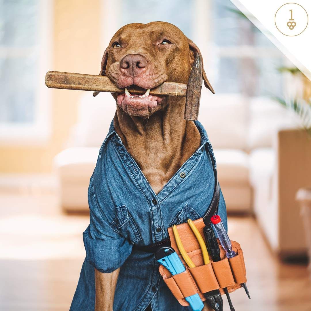 Dog in construction gear and maintenance tools