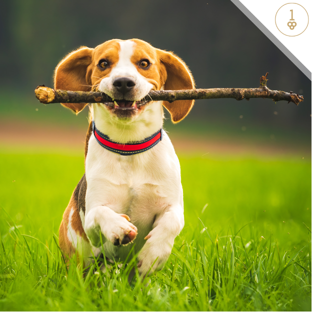 a beagle dog is running in the grass with a stick in its mouth .