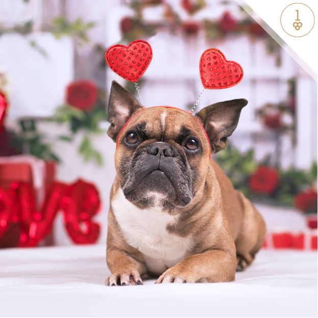 a french bulldog wearing a headband with hearts on its ears .