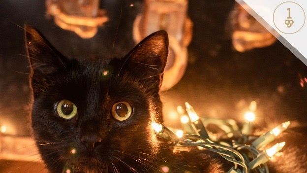 Black cat with Christmas lights