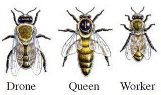 Three types of bee - female queen, female worker bees and male drones