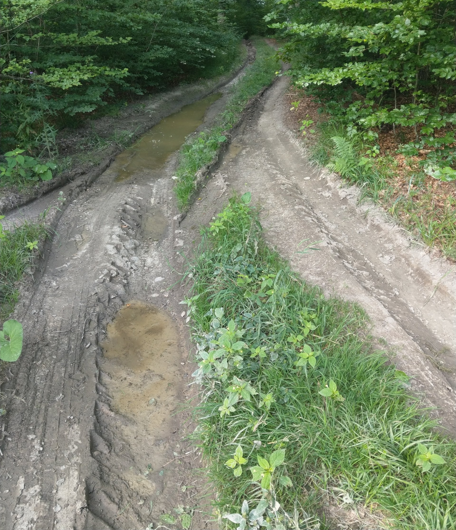 Ein Waldweg mit schlammigen Spurrillen und stehendem Wasser. Grüne Vegetation säumt die Ränder.