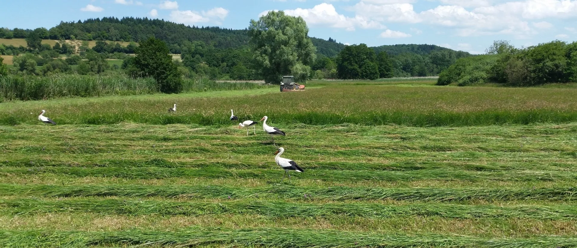 Störche suchen auf einer frisch gemähten Wiese nach Nahrung. Im Hintergrund stehen Bäume und fährt ein Traktor mit Mähgerät.