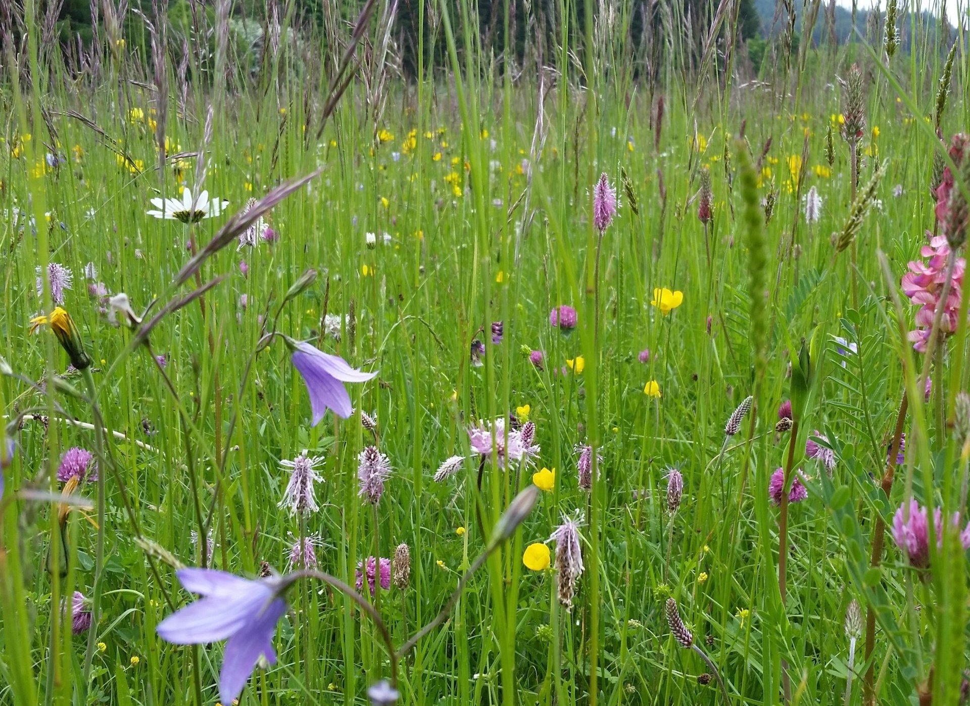 Wildblumen auf einer Wiese mit violetten, gelben und weißen Blüten zwischen hohem grünen Gras.
