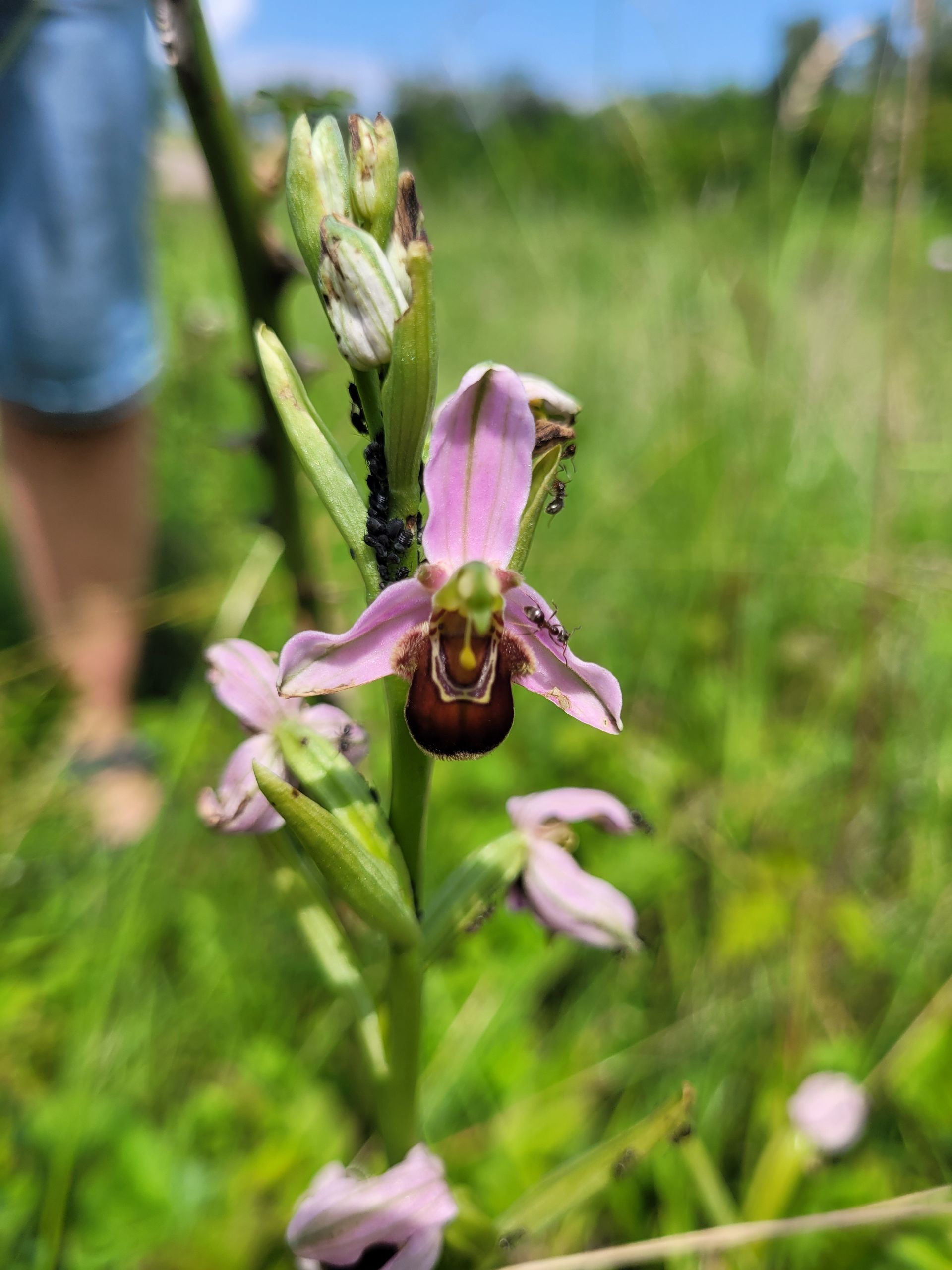Rosa und braune Orchideenblüte auf einer grünen Wiese, im Hintergrund ist eine Person zu sehen.