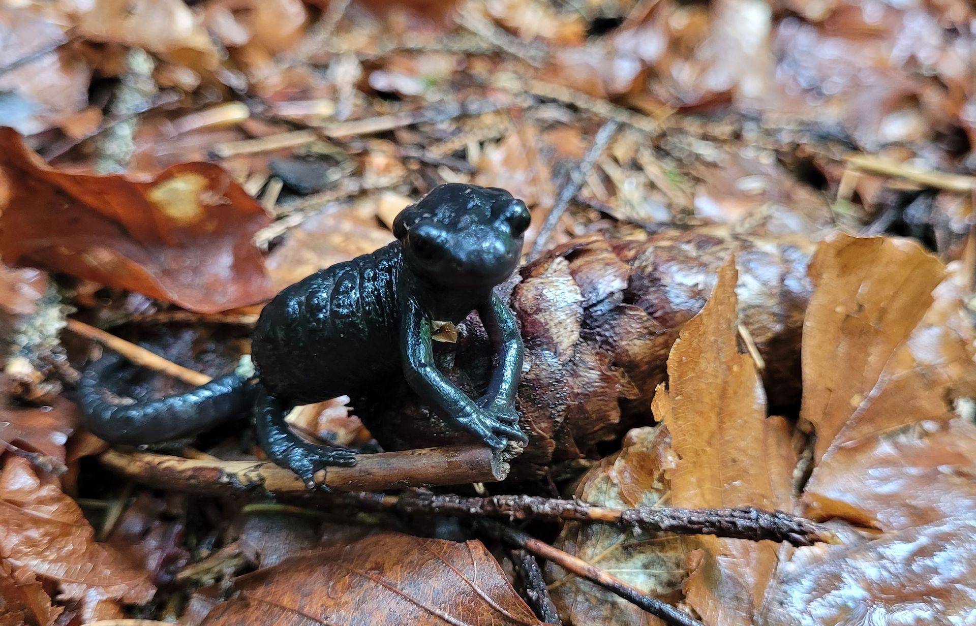 Alpensalamander auf Waldboden zwischen braunen Blättern.