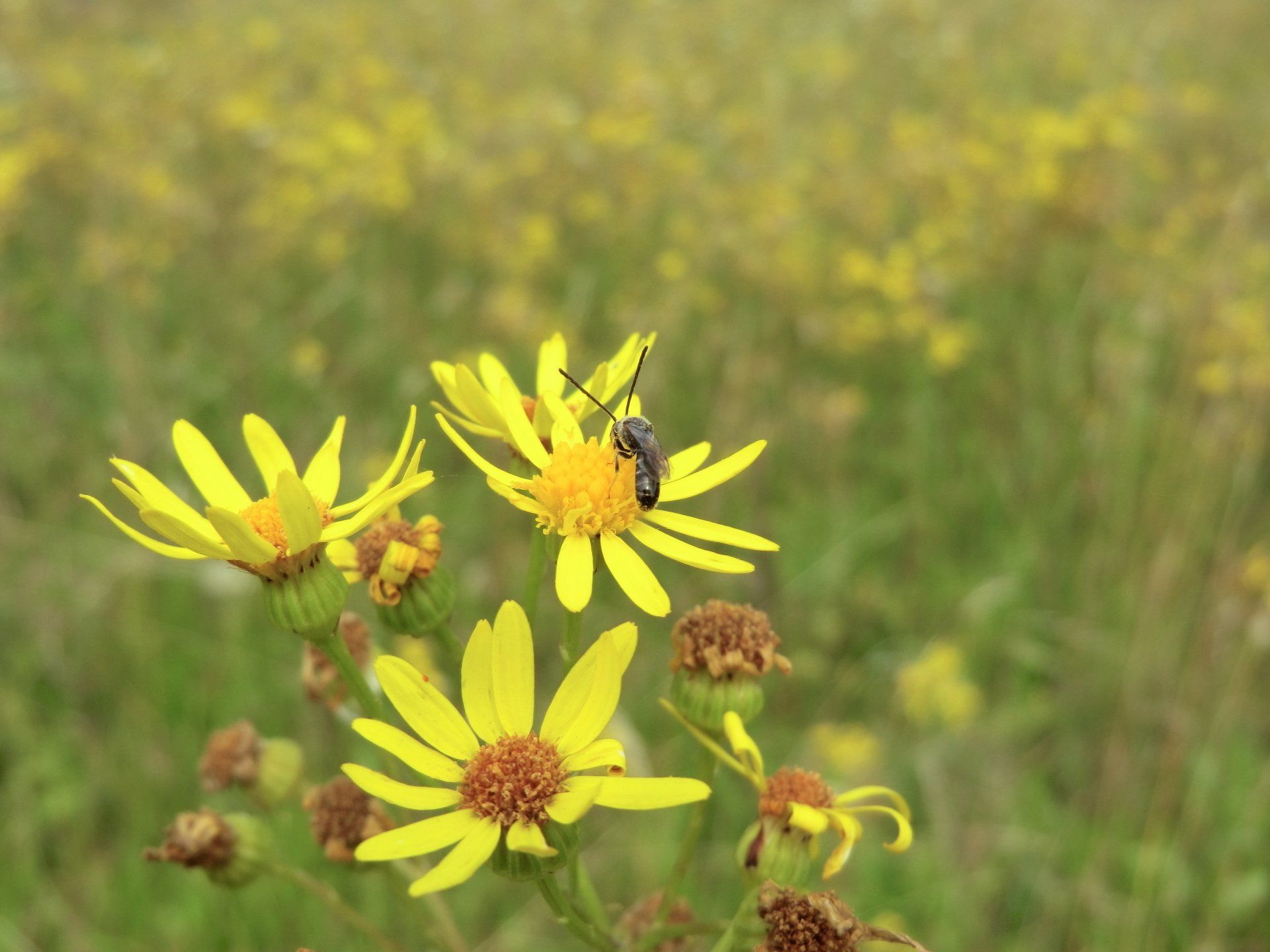 Gelbe Wildblumen mit einem schwarzen Insekt in einem gelb-grünen Feld.