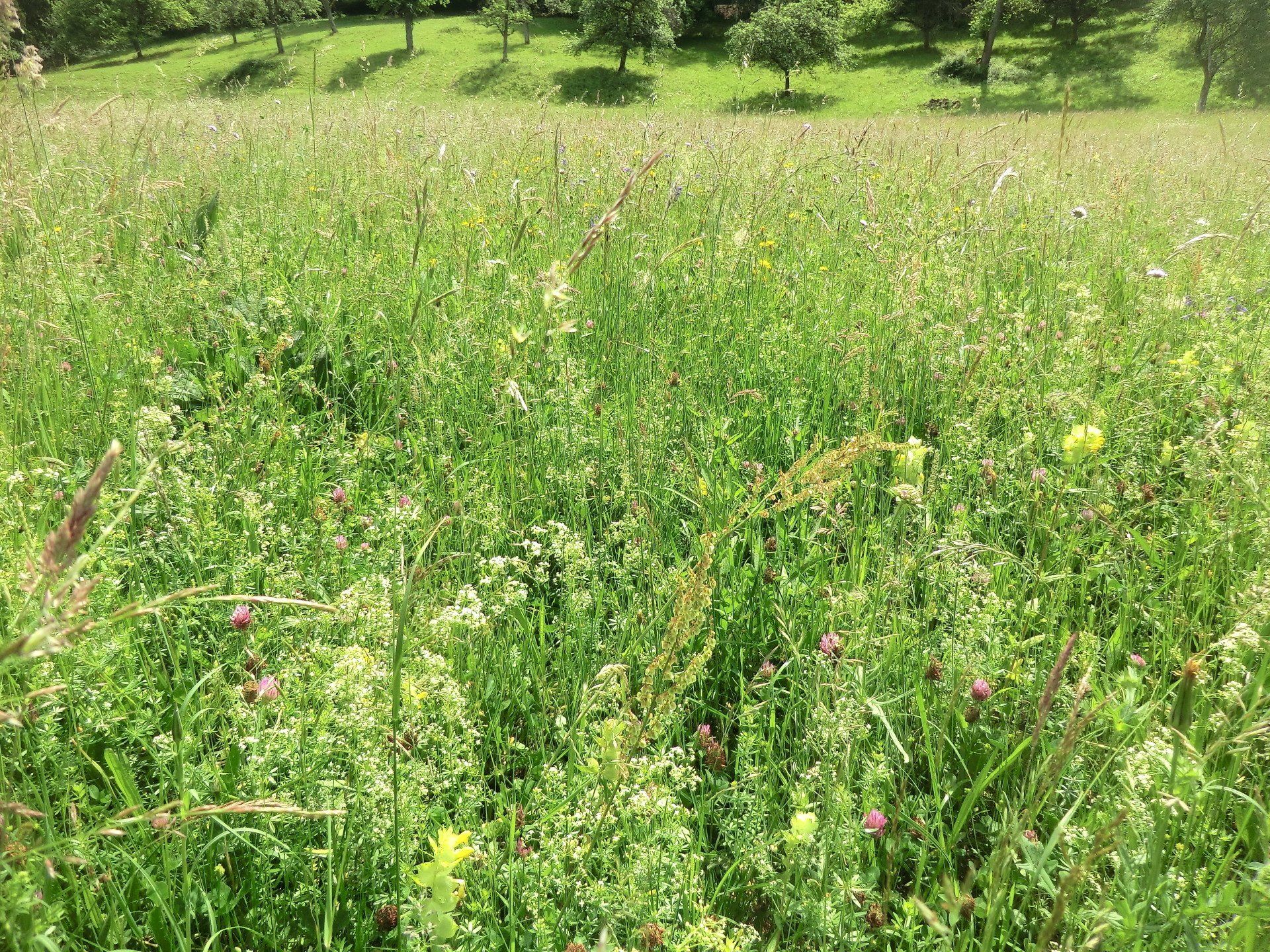 Eine saftig grüne Wiese voller Wildblumen unter sonnigem Himmel. Bäume säumen den fernen Hügel.