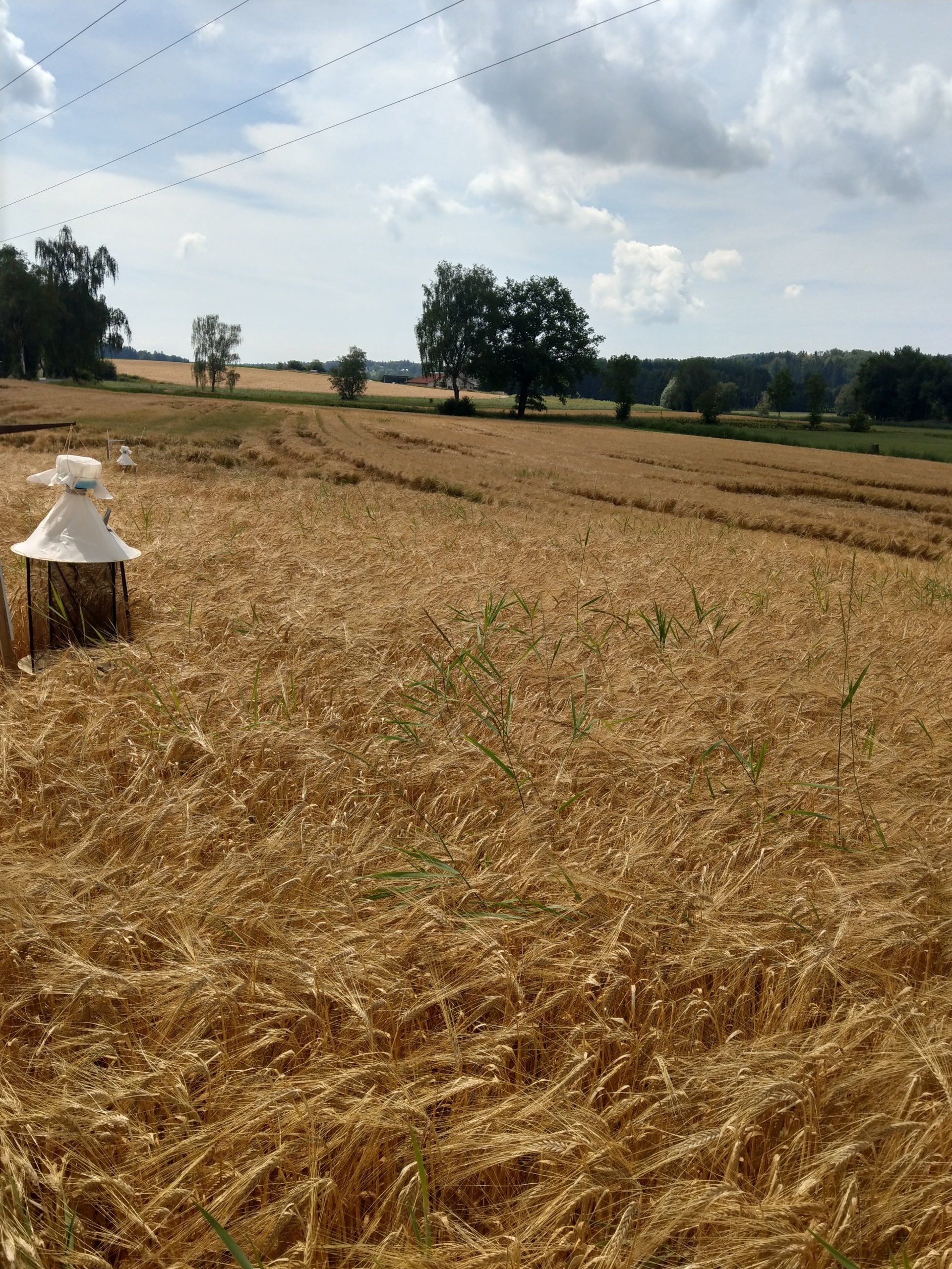 Goldenes Weizenfeld unter bewölktem Himmel in dem Insekten-Fallen stehen, in der Ferne Bäume.