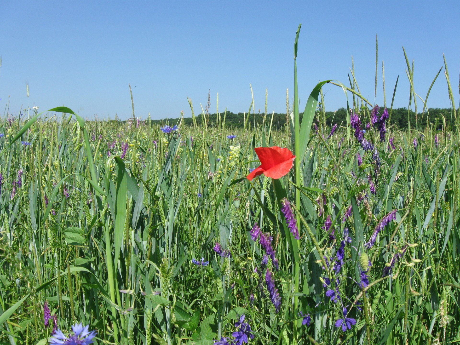 Rote Mohnblumen blühen inmitten eines Feldes aus grünen und violetten Wildblumen unter blauem Himmel.