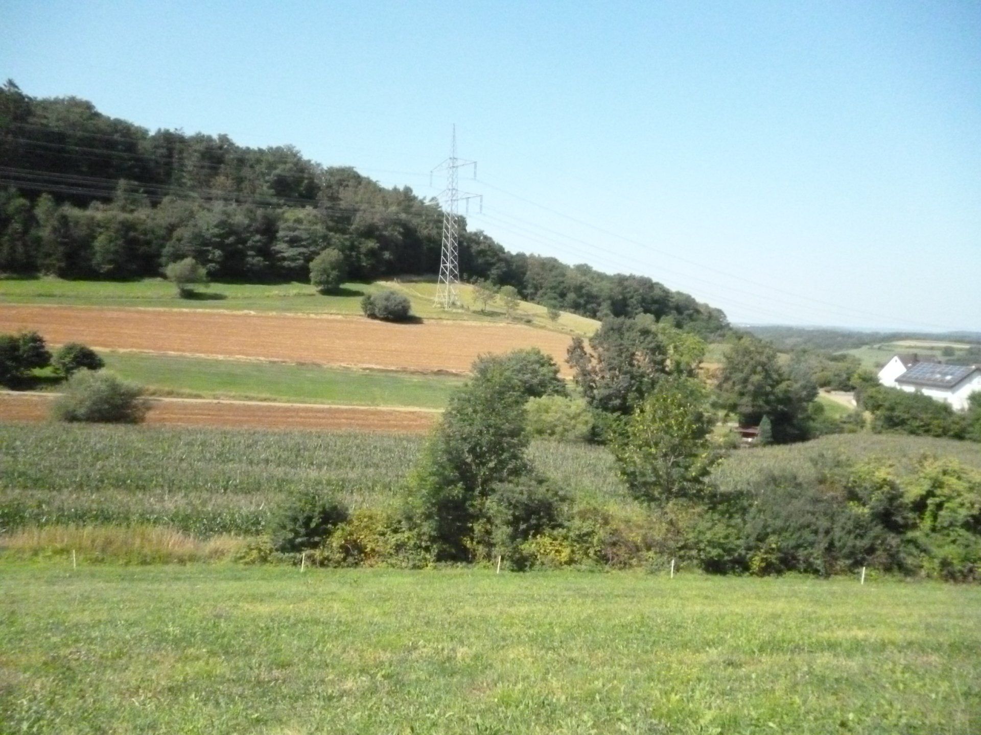 Sanft gewellte grüne Felder mit Nutzpflanzen und Bäumen unter klarem blauem Himmel, ein Strommast ist zu sehen.