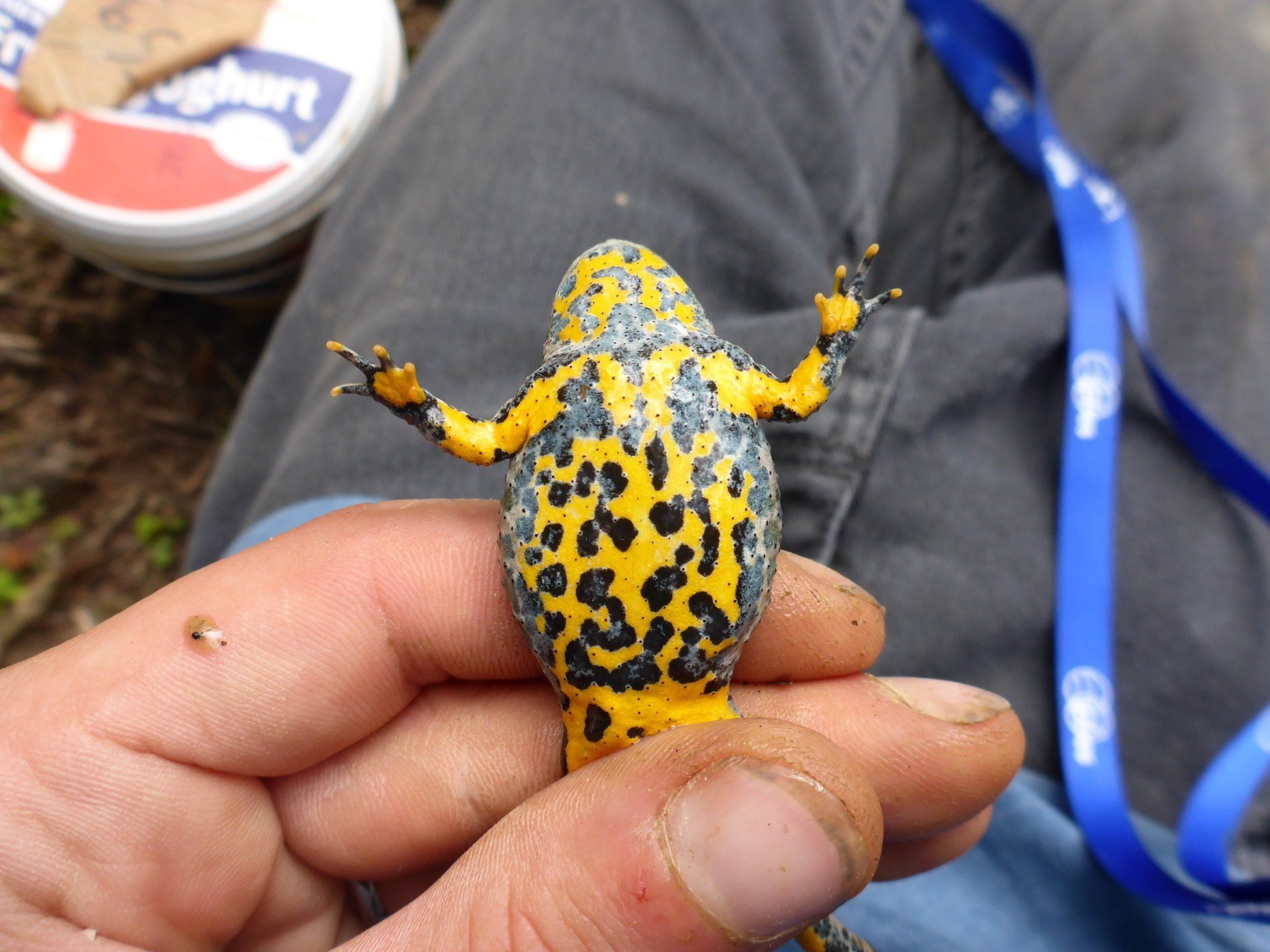 Eine Gelbbauchunke in der Hand einer Person.