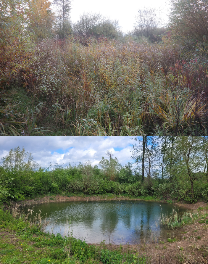 Oben: Dichtes Laubwerk in Herbstfarben eines zugewachsenen Teichs
Unten: Kleiner Teich, umgeben von Grün, nach Freistellung