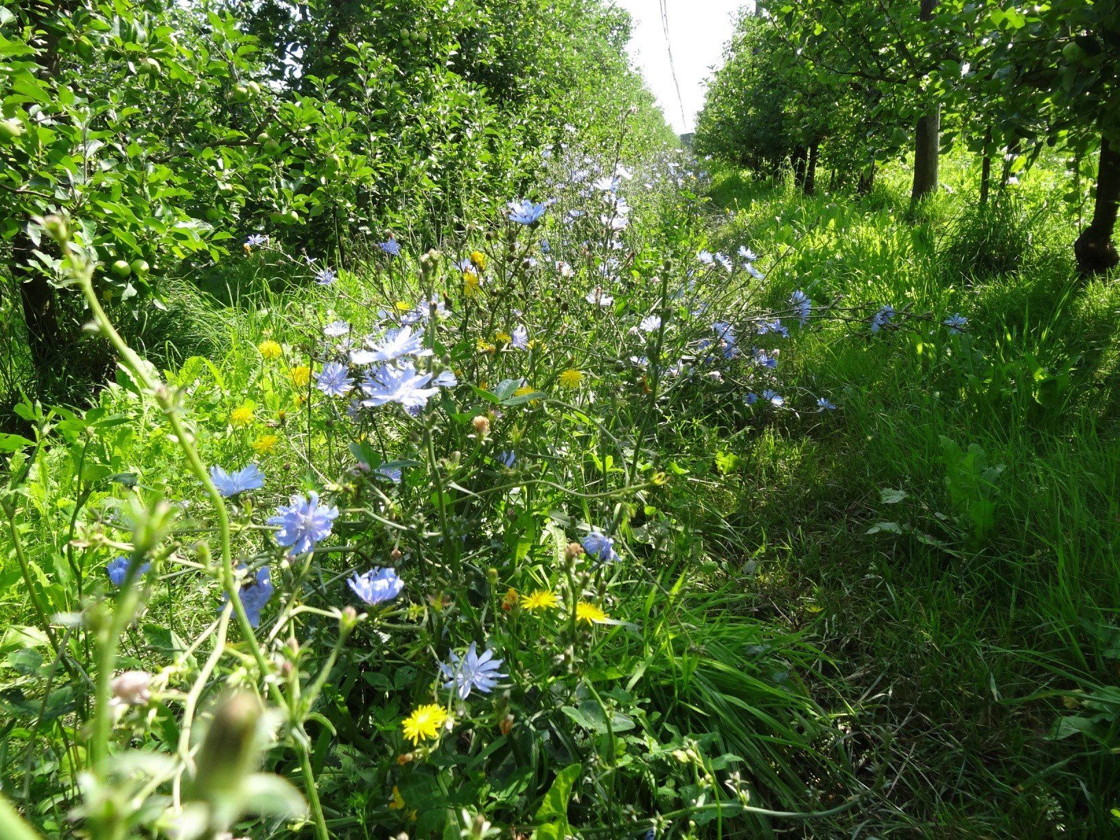 Zwischen Baumreihen blühen unter strahlend blauem Himmel Wildblumen.