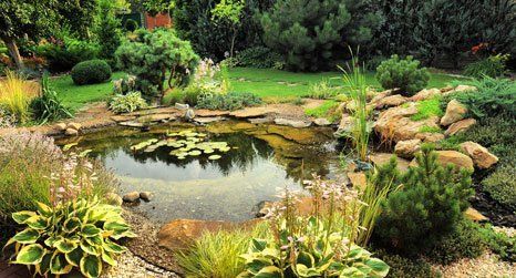Image of a tiny pond within a garden 