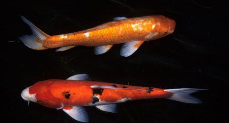 Image of a pair of fish