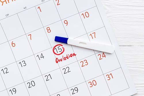 Calculate Fertile Days After Period Ovulation Calculator