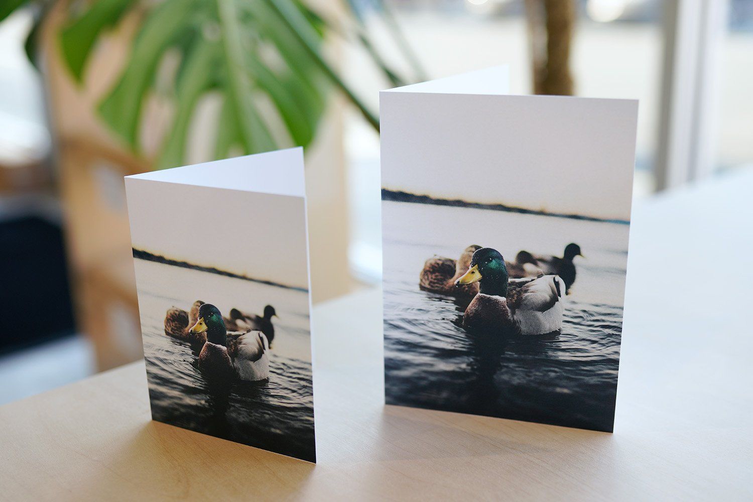 Greeting Cards
