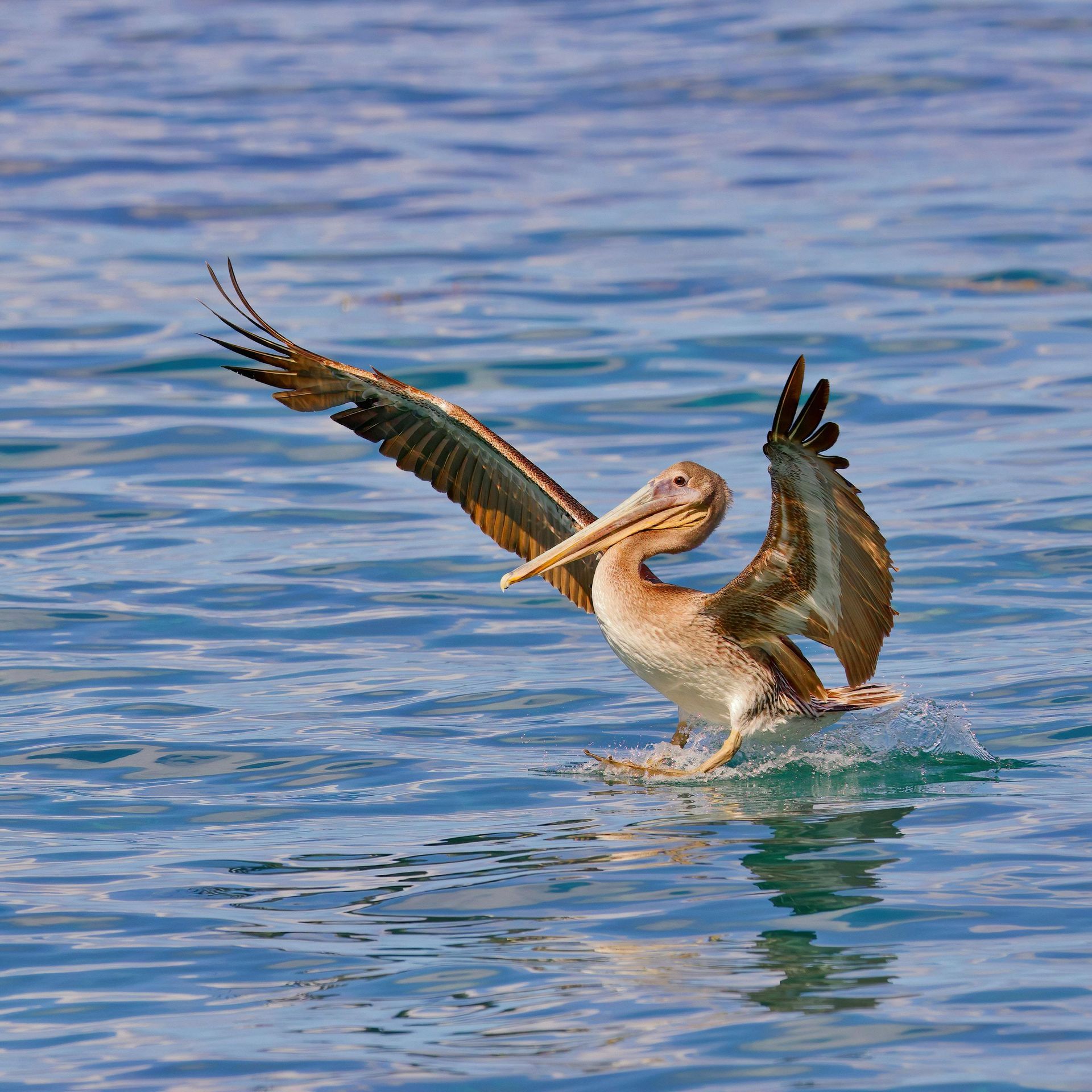 A brown pelican with its wings spread wide landing on the rippling surface of blue ocean water.