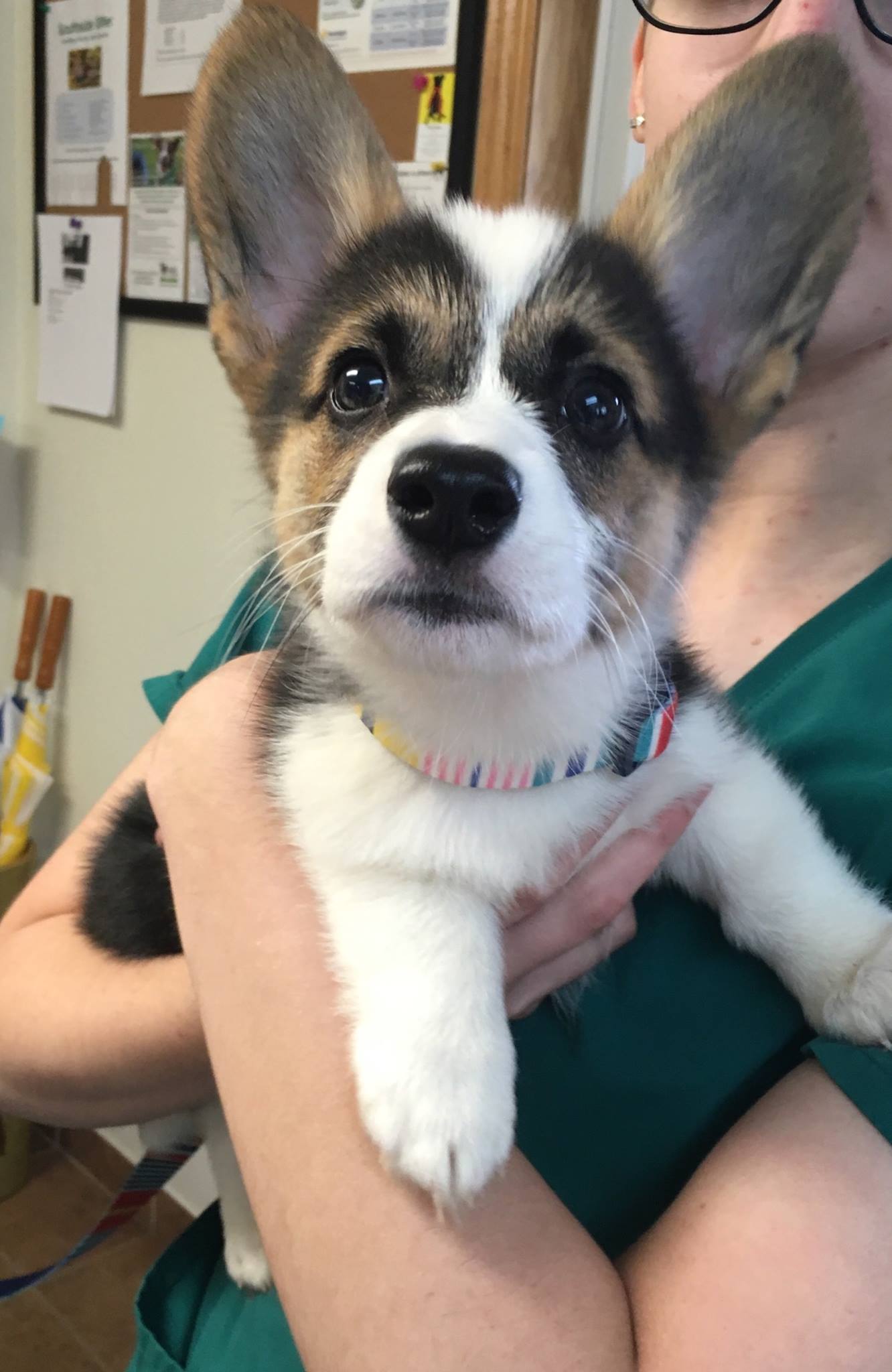 Beautiful Dog - Des Moines, IA - Hickman Road Veterinary Clinic