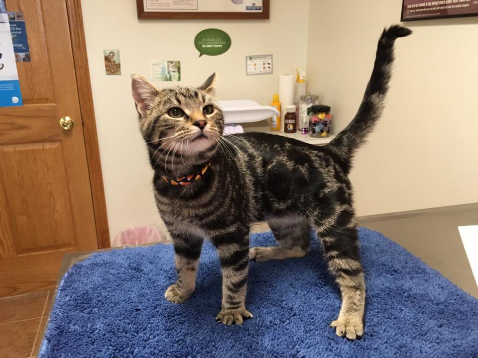 Cute Cat - Des Moines, IA - Hickman Road Veterinary Clinic