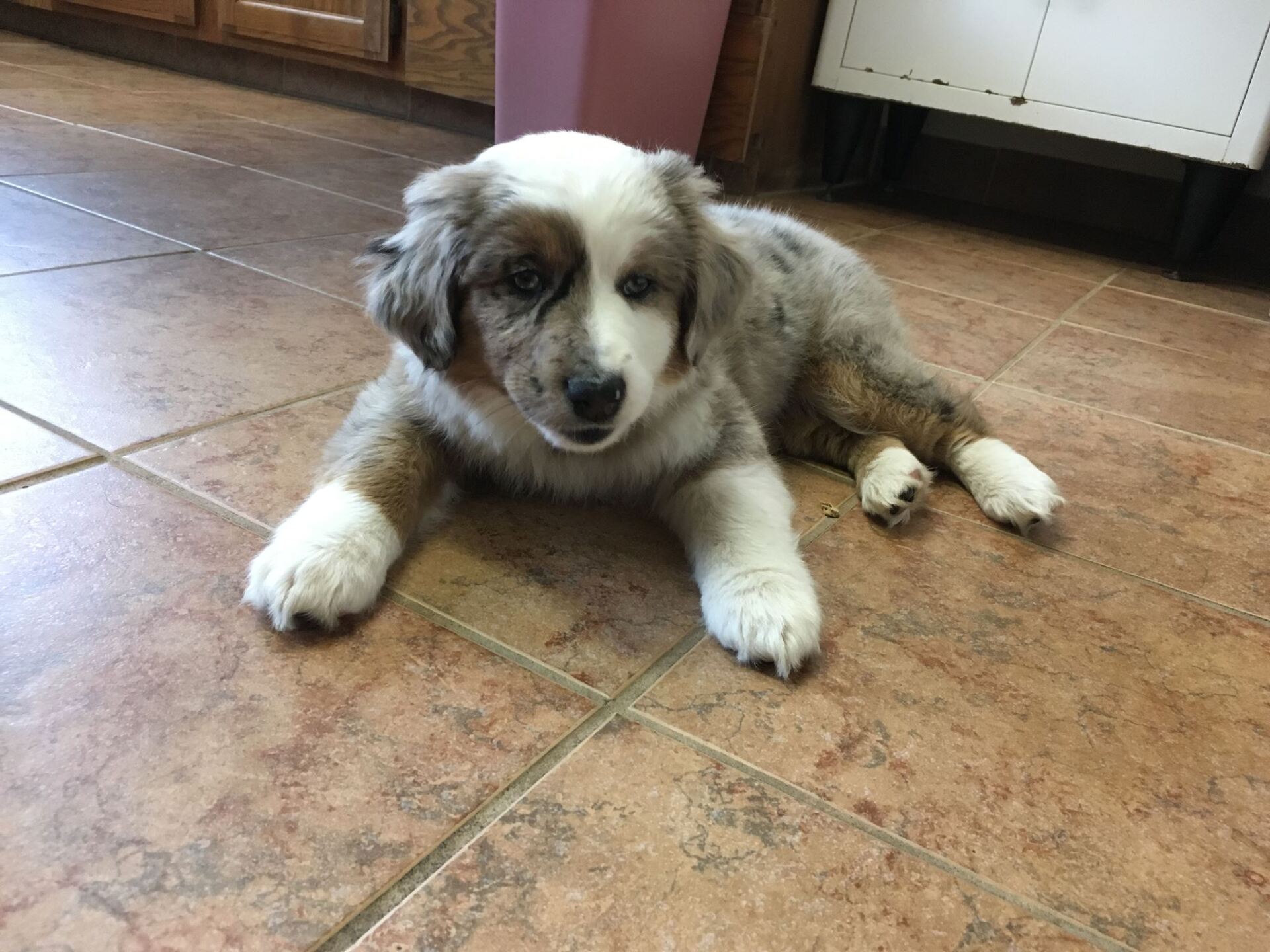Cute Dog - Des Moines, IA - Hickman Road Veterinary Clinic
