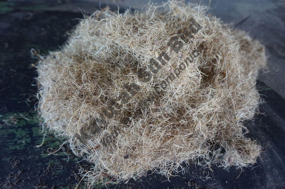 PALM FIBRE (DRY, SHORT)