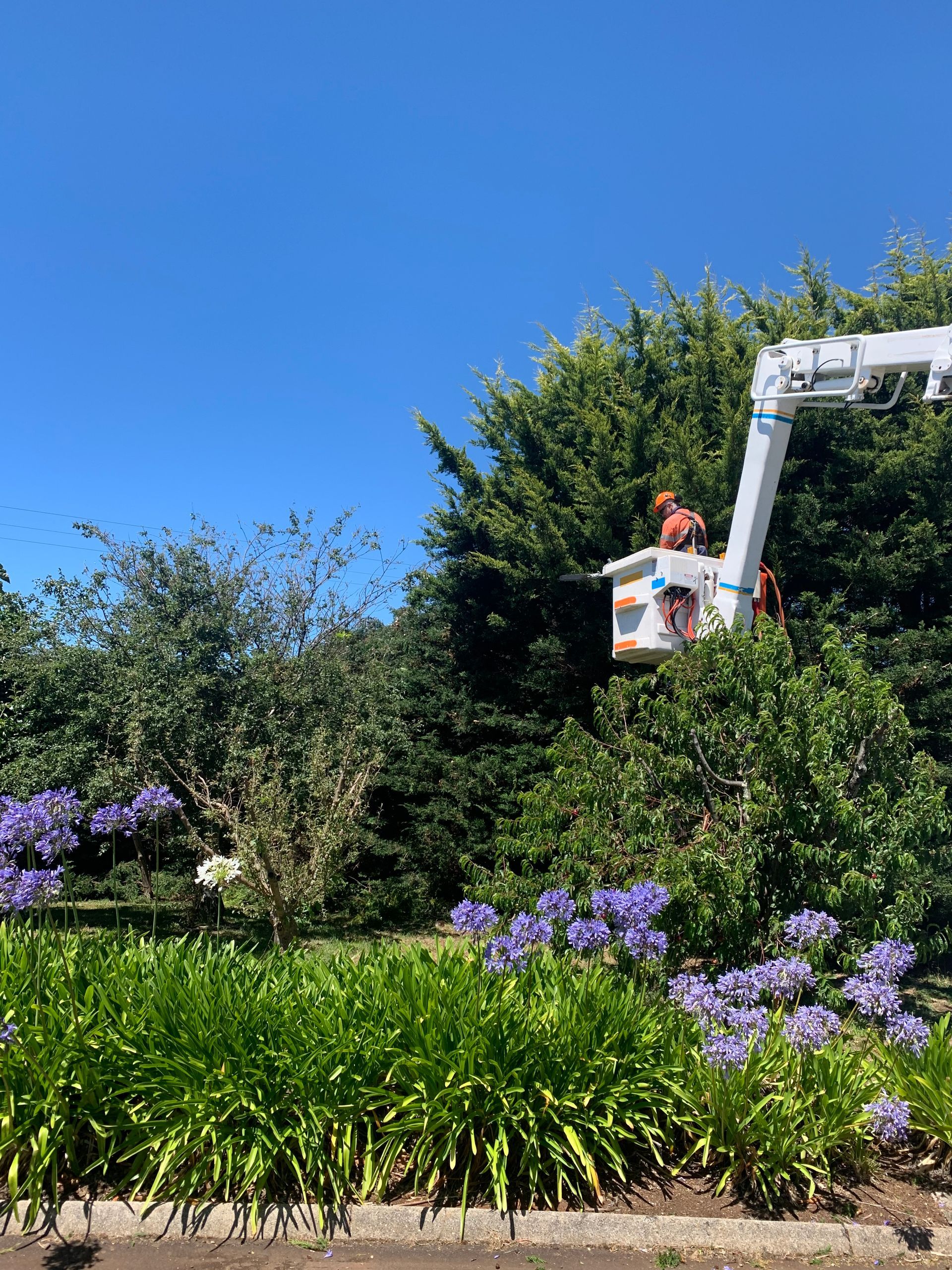A professional gardener uses a power saw to trim a hedge as part of professional tree service. 