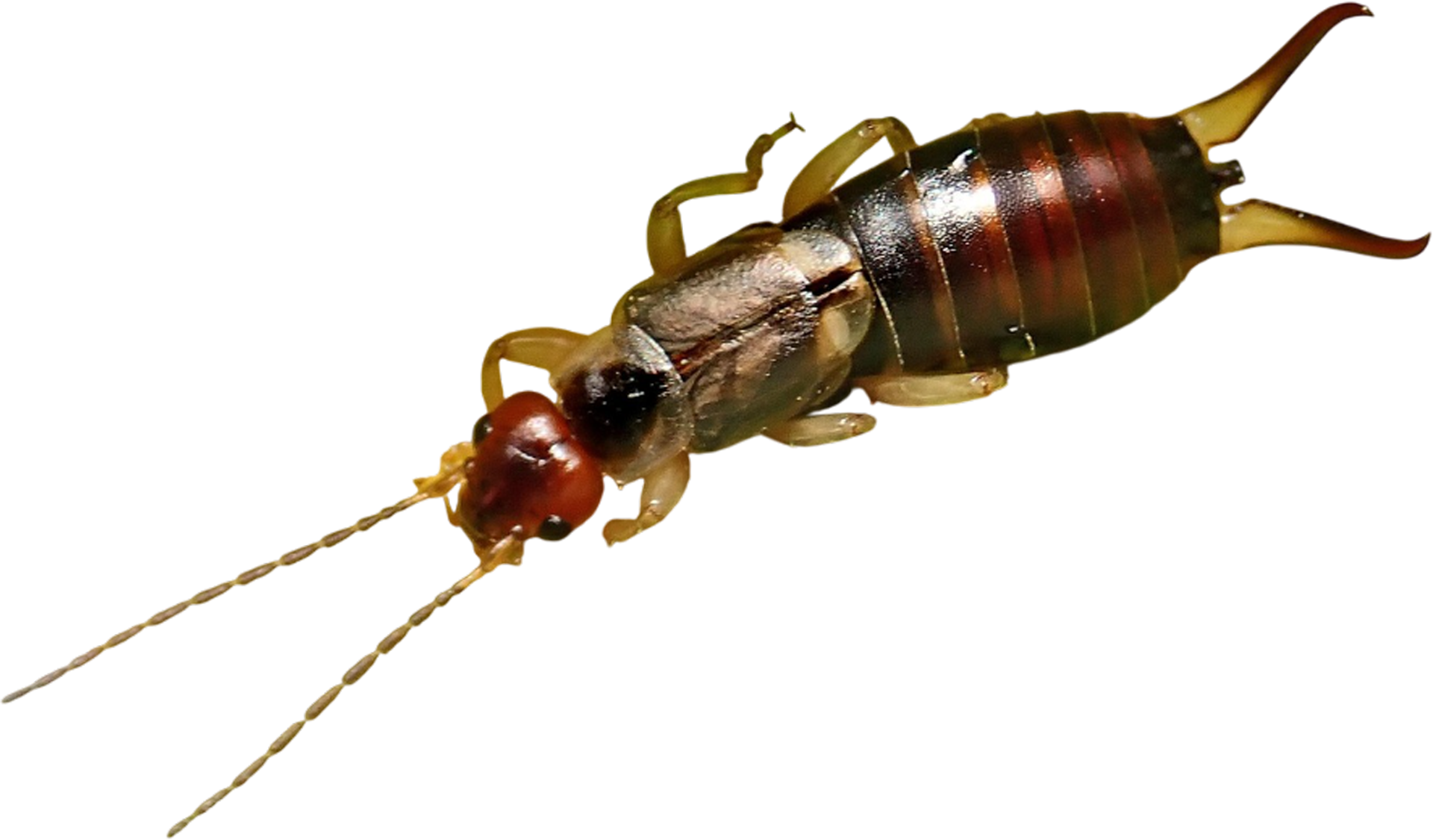 A close up of an earwig on a white background
