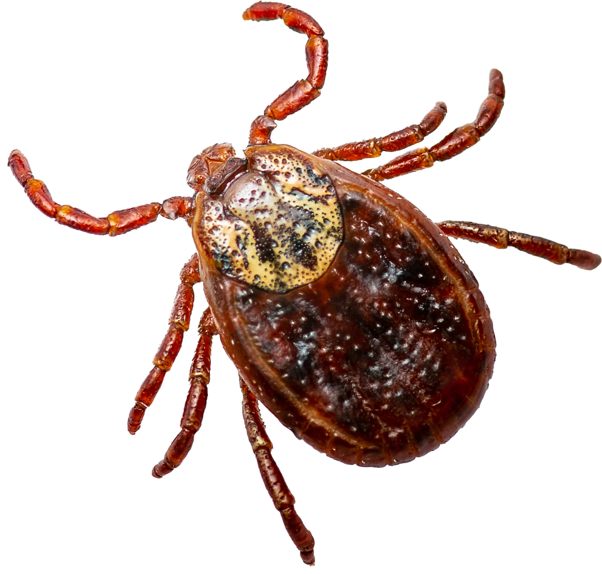 A close up of a tick on a white background.