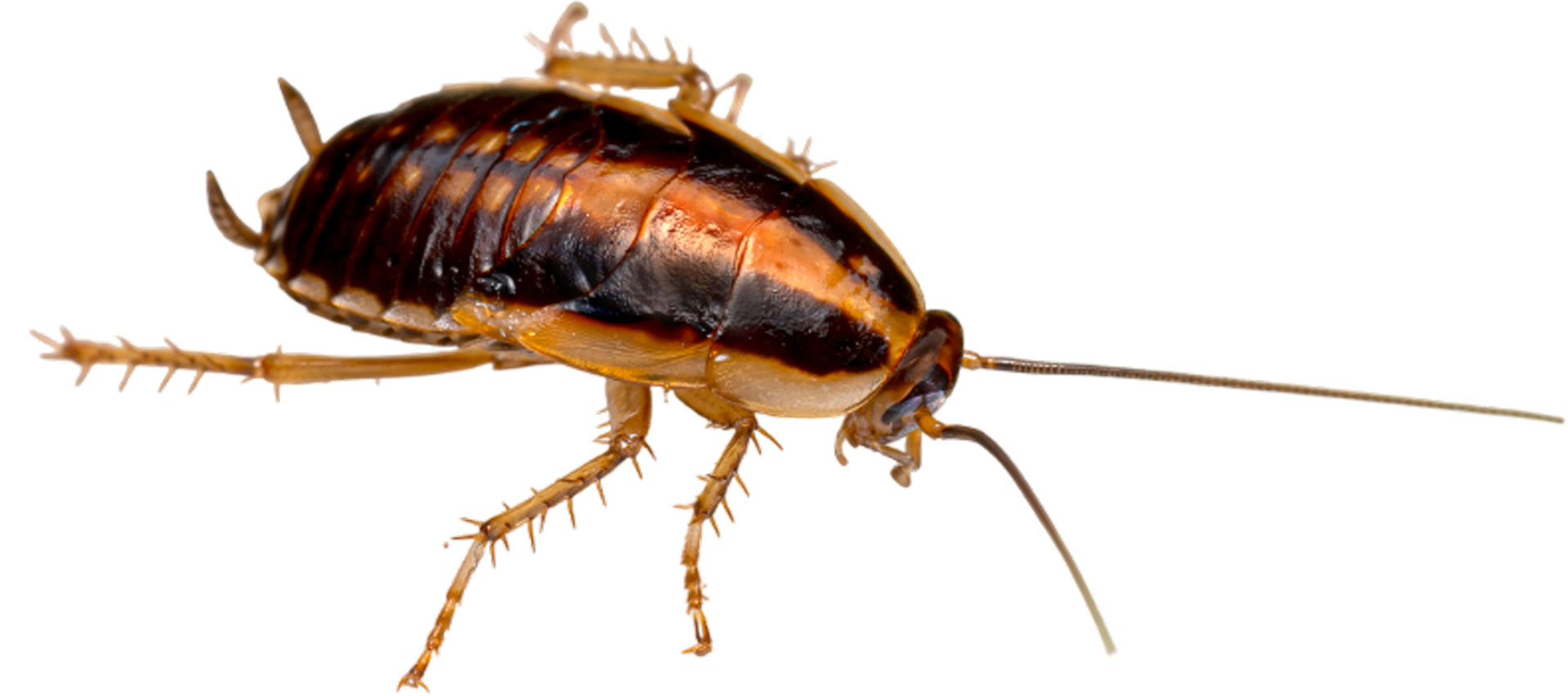 A cockroach is crawling on a white surface.