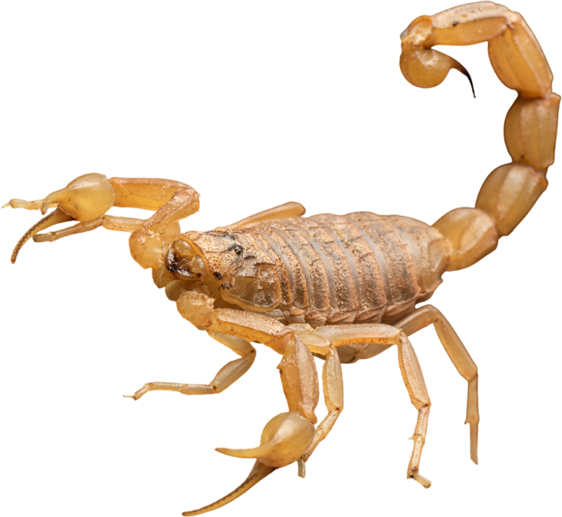 Scorpion
