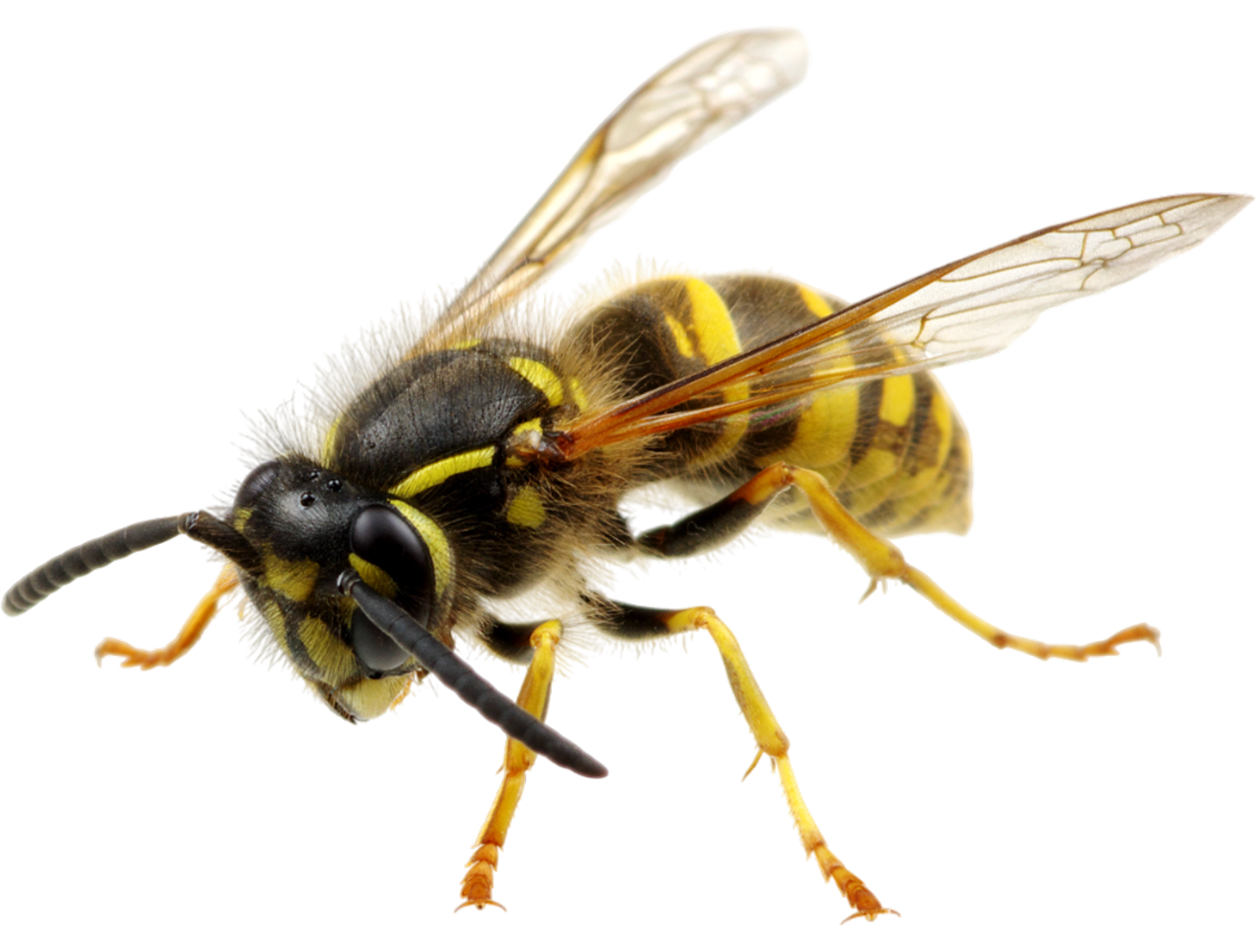 Bee