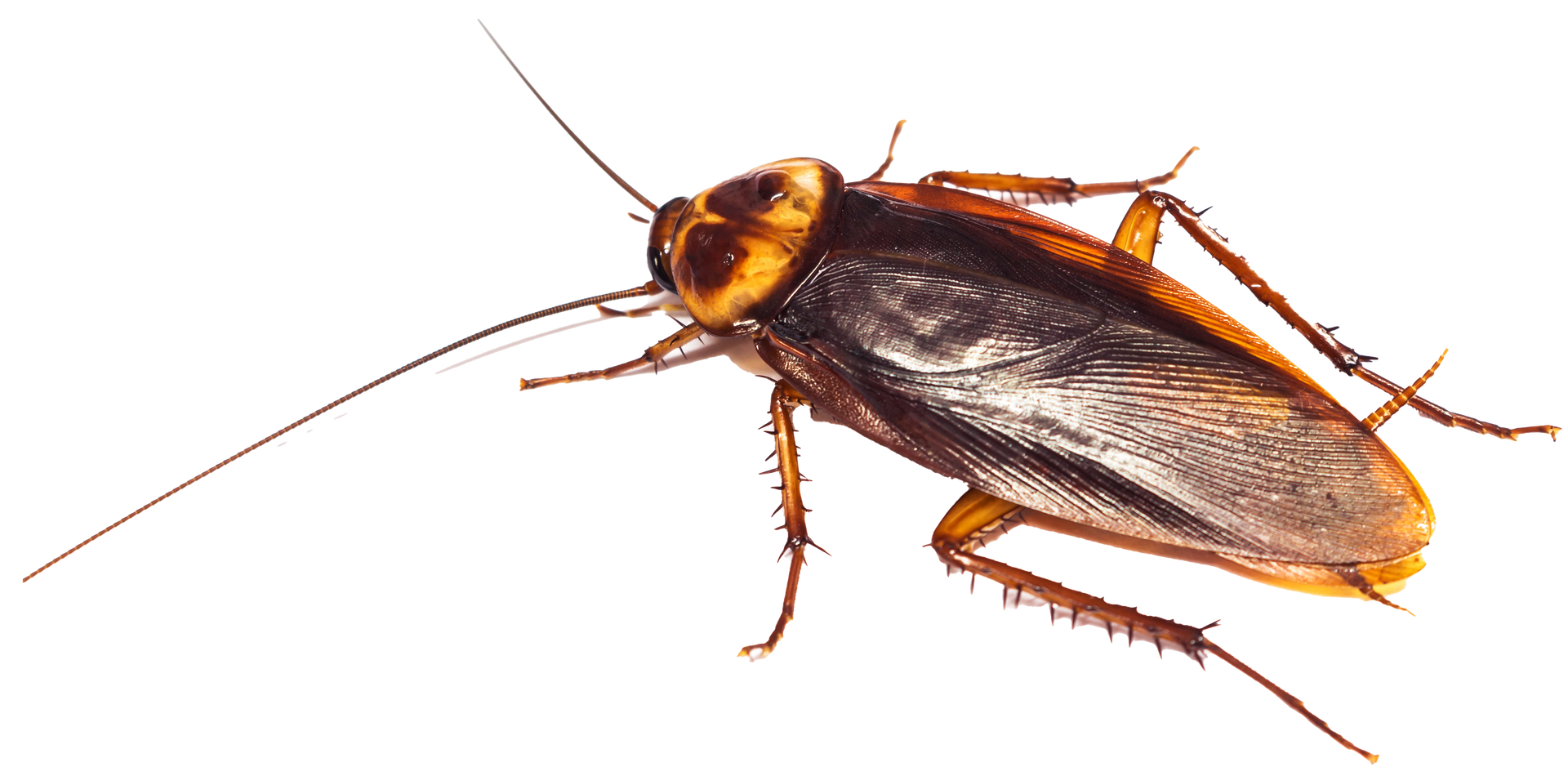 Cockroach